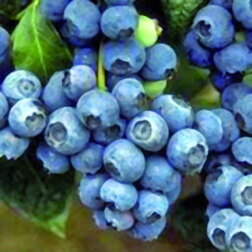 ����  �������� ������������ ���������� 71, ������ �� 539 ���