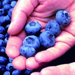 ����  �������� ������������ ������, ������ �� 539 ���