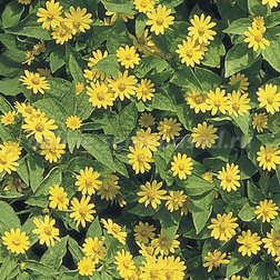 ����  ����������� ��� ���� (1��-1000��), ������ �� 5600 ���