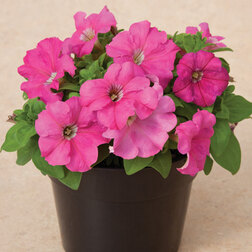 ����  ������� ����������� ����� ���� (1��-1000�����)���������������� ������, ������ �� 3520 ���