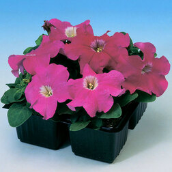 ����  ������� ����������� ����� ��� �� ���� (1��-1000�����) ���������������� ������, ������ �� 3200 ���