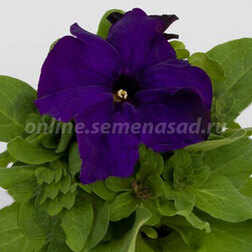 ����  ������� ����������� �������� ������ ��� (1��-1000�����) ���������������� ������, ������ �� 2560 ���