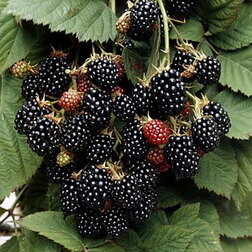 ����  ������� ������� ���� ����� (���������), ������ �� 479 ���