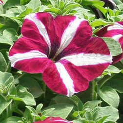 ����  ������� ����������� ����� �������� ���� (1��-1000 �����) ���������������� ������, ������ �� 1344 ���