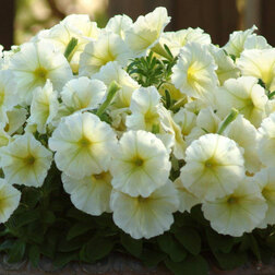 ����  ������� ����������� ����� ����� (1��-1000 �����) ���������������� ������, ������ �� 1920 ���