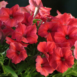 ����  ������� ����������� ����� ��� (1��-1000 �����) ���������������� ������, ������ �� 1472 ���