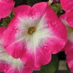 ����  ������� ����������� ����� ���� ���� (1��-1000 �����) ���������������� ������, ������ �� 1920 ���