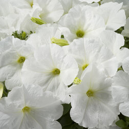 ����  ������� ����������� ��������� ���� (1��-1000�����) ���������������� ������, ������ �� 1232 ���