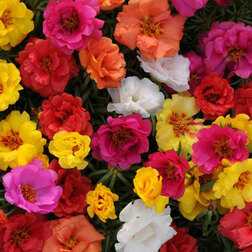 ����  �������� ����� ���� ���� (1��-1000 ��) ���������������� ������, ������ �� 1056 ���