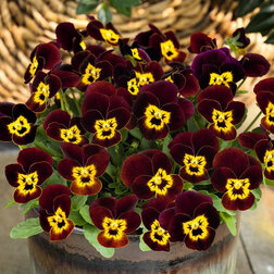 ����  ������ ������� ������ ���� ���� (1��-1000��) ���������������� ������, ������ �� 4800 ���