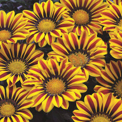 ����  ������� ��� ���� ����� ����� (1��-100��) ���������������� ������, ������ �� 1920 ���