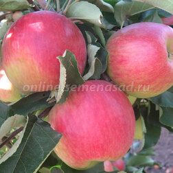 ����  ������ ����� (������ ��������) (� �����), ������ �� 648 ���