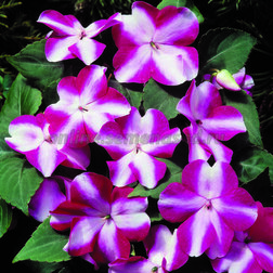 ����  ��������� ������ ���� ���� (1��-100��) ���������������� ������, ������ �� 560 ���