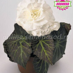 ����  ������� ��������� ������� ����� ���� (1��-100 �����) ���������������� ������, ������ �� 880 ���