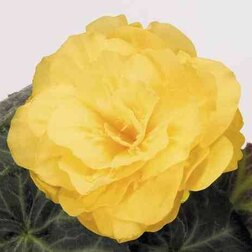 ����  ������� ��������� ������� ����� ����� (1��-100 �����) ���������������� ������, ������ �� 880 ���