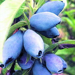 ����  ������� ��������� ����� ����� (���������), ������ �� 349 ���