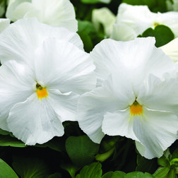 ����  ����� ��������������� ������ ���� ��� (1��-100��) ���������������� ������, ������ �� 848 ���