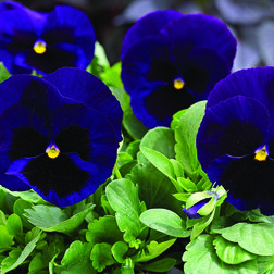 ����  ����� ��������������� ������ ��� ��� ���� (1��-100��) ���������������� ������, ������ �� 848 ���