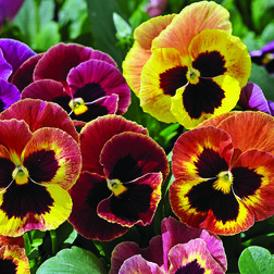 ����  ����� ��������������� ������ ������� ���� (1��-100��)���������������� ������, ������ �� 848 ���