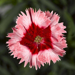 ����  �������� ����� �������� ��������� (1��-100�����) ���������������� ������, ������ �� 976 ���