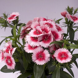 ����  �������� ���� ��������� (1��-100��) ���������������� ������, ������ �� 720 ���