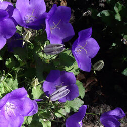 ����  ����������� ������� ������� ��� ��� (1��-100��) ���������������� ������, ������ �� 1056 ���