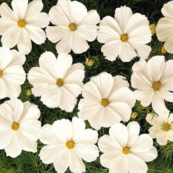 ����  ������ ������ ���� (1��-100��) ���������������� ������, ������ �� 800 ���