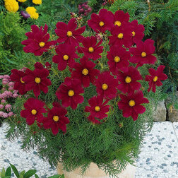 ����  ������ ������ ������ (1��-100��) ���������������� ������, ������ �� 800 ���