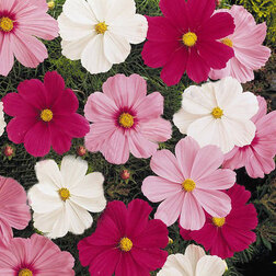 ����  ������ ������ ���� (1��-100��) ���������������� ������, ������ �� 800 ���