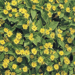 ����  ����������� ��� ���� (1��-250��) ���������������� ������, ������ �� 1440 ���