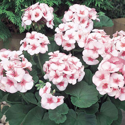 ����  ���������� ��������� ������� ���� (1��-100��) ���������������� ������, ������ �� 3200 ���