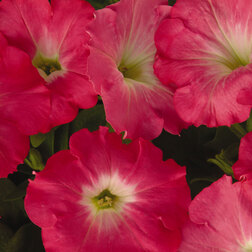 ����  ������� ��������� F1 ��� ���� ����� ��� (1��-100�����) ���������������� ������, ������ �� 2288 ���