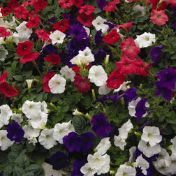 ����  ������� ��������� F1 ��� ���� ���� ���� (1��-100�����) ���������������� ������, ������ �� 4000 ���