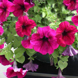 ����  ������� ��������� ������� �������� (1��-100�����) ���������������� ������, ������ �� 3088 ���