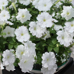 ����  ������� ��������� ������� ���� (1��-100�����) ���������������� ������, ������ �� 3088 ���