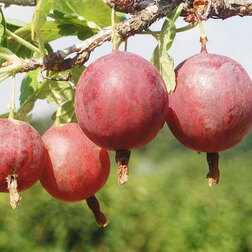 ����  ��������� �������, ������ �� 339 ���