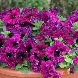 ����  ������� ����������� �������� ������ ���� (1��-100�����) ���������������� ������, ������ �� 400 ���