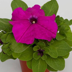 ����  ������� ����������� �������� ������ ����� (1��-100�����) ���������������� ������, ������ �� 400 ���