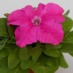 ����  ������� ����������� �������� ������ ���� (1��-100�����) ���������������� ������, ������ �� 400 ���