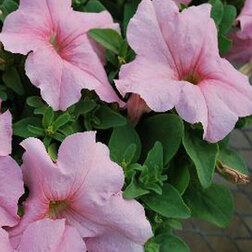 ����  ������� ����������� �������� ������ ��� (1��-100�����) ���������������� ������, ������ �� 400 ���