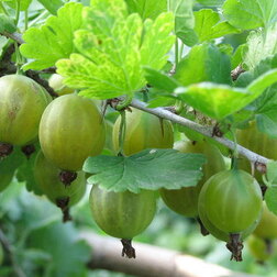 ����  ��������� �������, ������ �� 339 ���