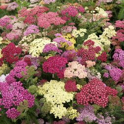 ����  ������������� ������ ������ ���� (1��-100��) ���������������� ������, ������ �� 400 ���