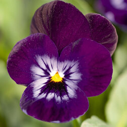 ����  ������ ������� ������ ����� (1��-100��) ���������������� ������, ������ �� 576 ���