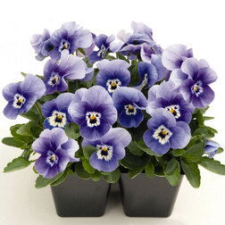 ����  ������ ������� ������ ������ (1��-100��) ���������������� ������, ������ �� 576 ���