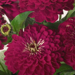 ����  ������ ������� ������ ���� (1����-100��) ���������������� ������, ������ �� 720 ���