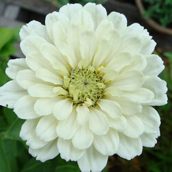 ����  ������ ������� ������ ���� (1����-100��) ���������������� ������, ������ �� 720 ���