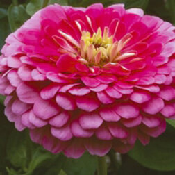 ����  ������ ������� ������ ����� (1����-100��) ���������������� ������, ������ �� 720 ���