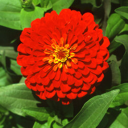 ����  ������ ������ ������� (1��-250 ��) ���������������� ������, ������ �� 1200 ���