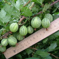 ����  ������� ���������� ��������� �������, ������ �� 339 ���