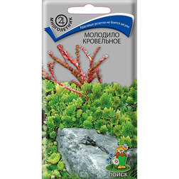 ����  �������� ����������, ������ �� 111 ���